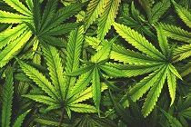 Marijuana leaves