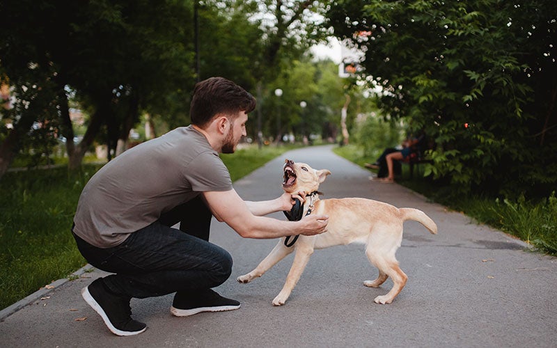 A man crouched down, playing with a light-colored dog on a paved path in a park. The dog's mouth is open wide, as if barking or playing.